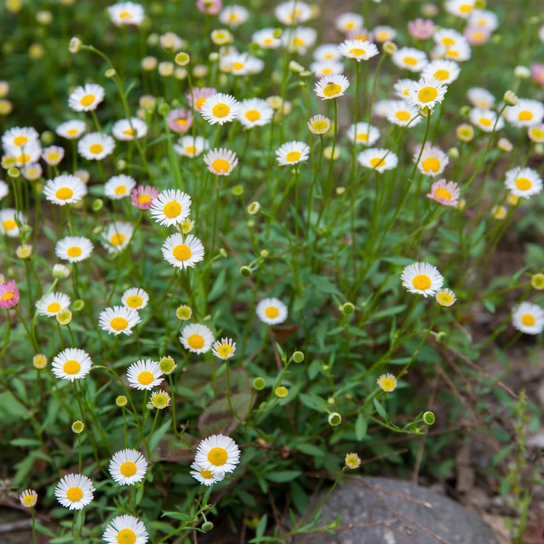 Plants by Frank Erigeron Karvinskianus, 60 plantes de vergerette, Ø 9 cm