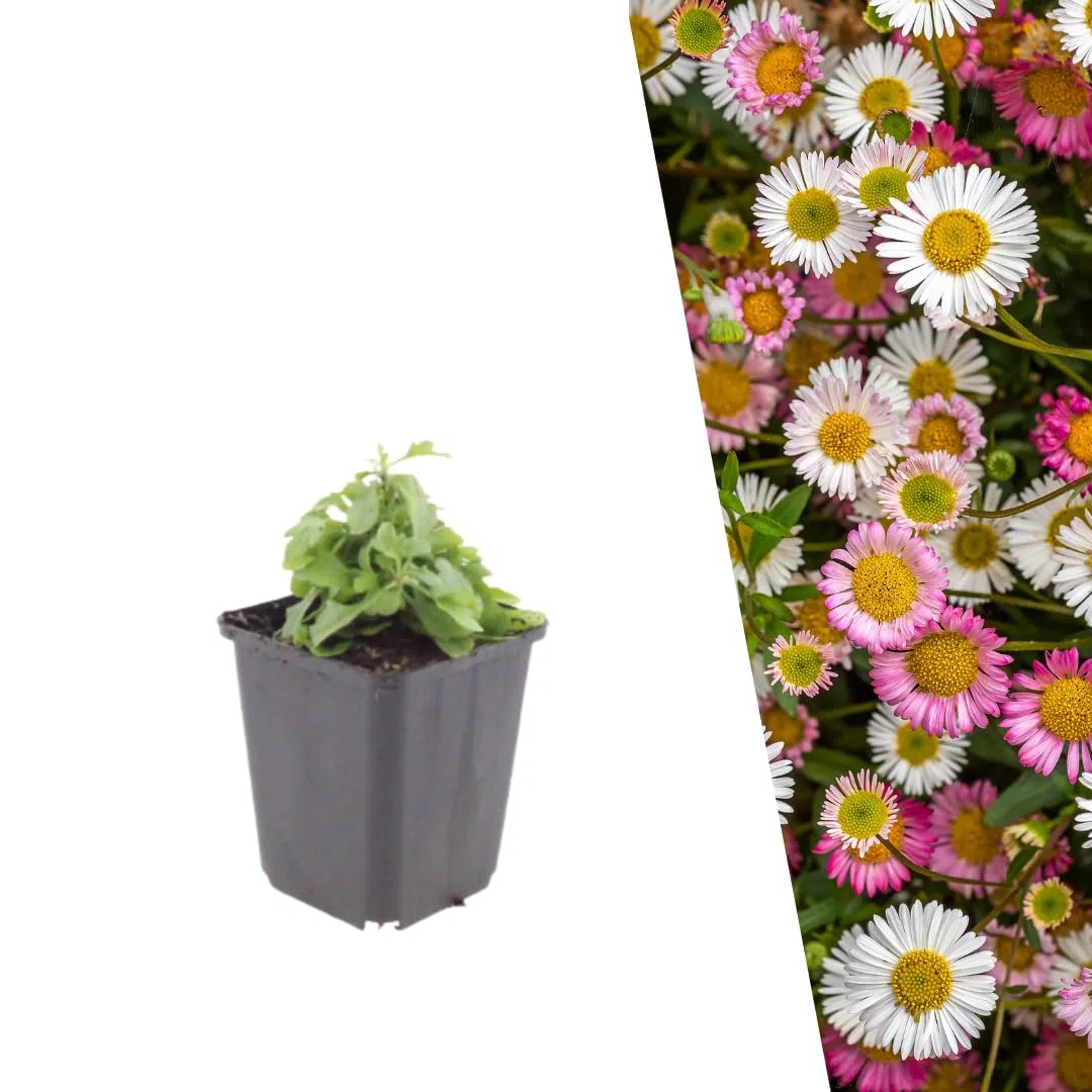 Plants by Frank Erigeron Karvinskianus, 60 plantes de vergerette, Ø 9 cm