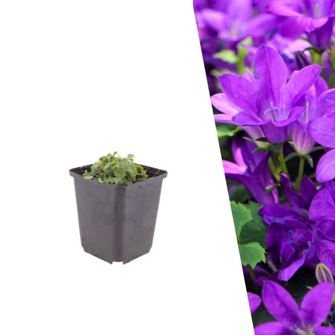 Plants by Frank Campanula Portenschlagiana, 48 plantes, Ø 9 cm