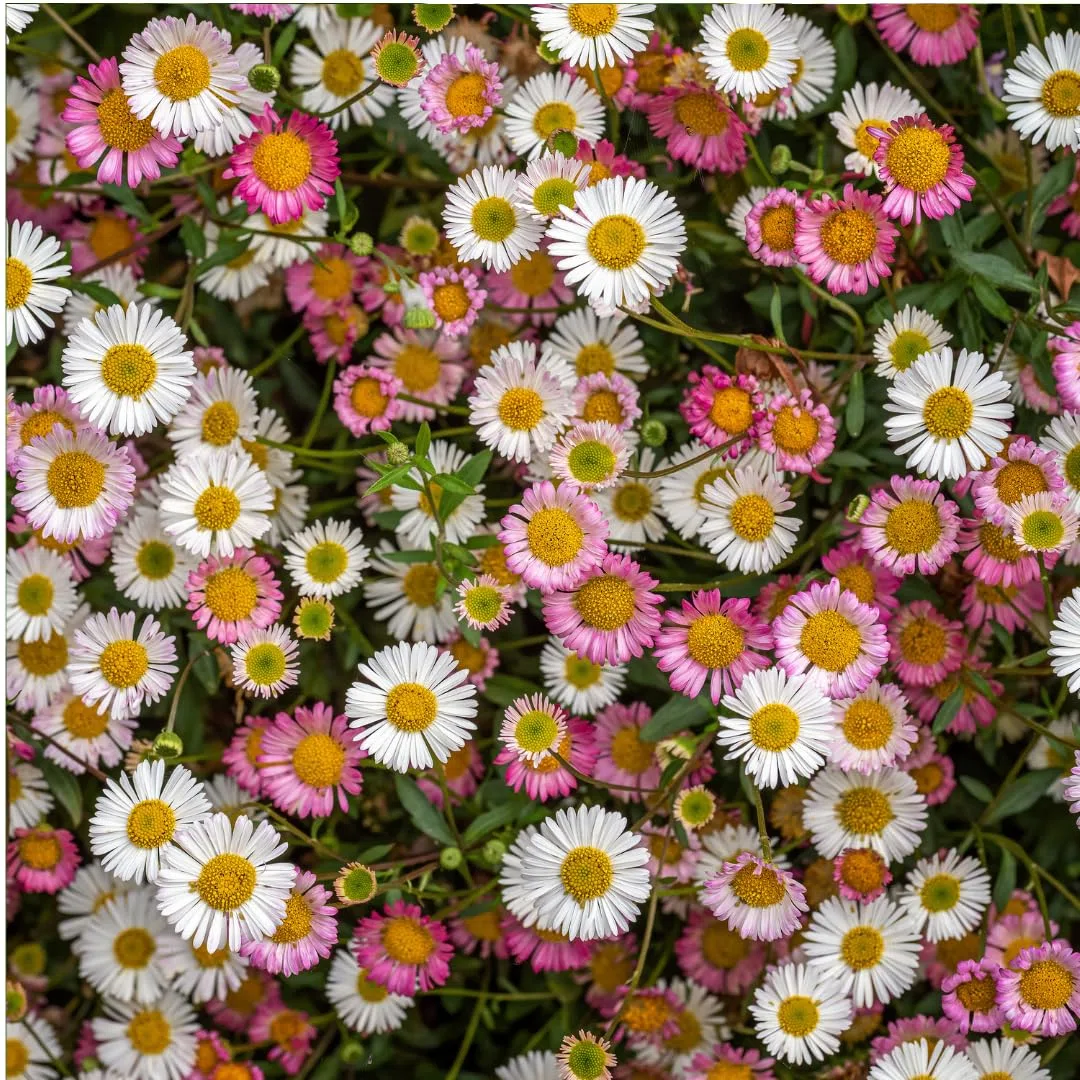 Plants by Frank Erigeron Karvinskianus, 60 plantes de vergerette, Ø 9 cm